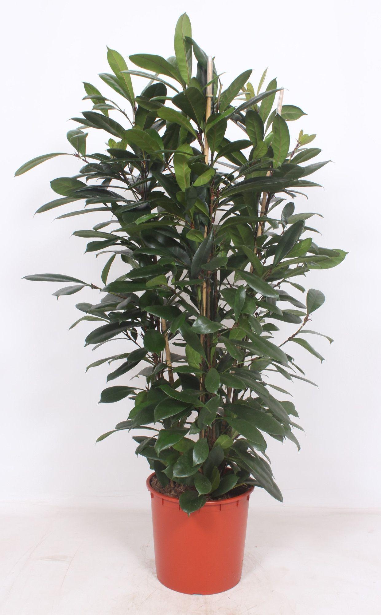 Горшечные цветы и растения оптом Ficus Cyathistipula 3pp от 1шт из Голландии с доставкой по России