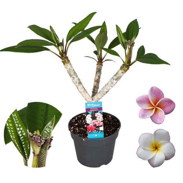 Горшечные цветы и растения оптом Plumeria Hawaiian Mix от 5шт из Голландии с доставкой по России