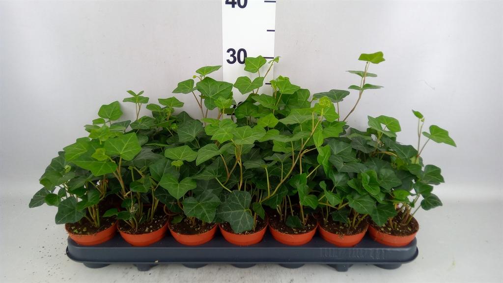 Горшечные цветы и растения оптом Hedera Hibernica от 21шт (для телеги) из Голландии с доставкой по России