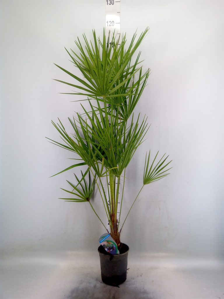 Горшечные цветы и растения оптом Chamaerops Humilis от 6шт из Голландии с доставкой по России