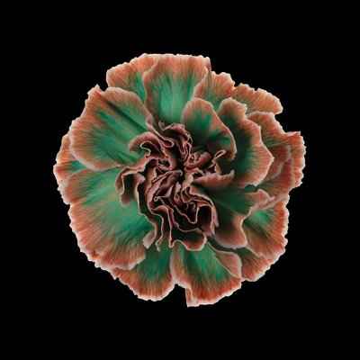 Срезанные цветы оптом Dianthus st paint tropicana от 80шт из Голландии с доставкой по России