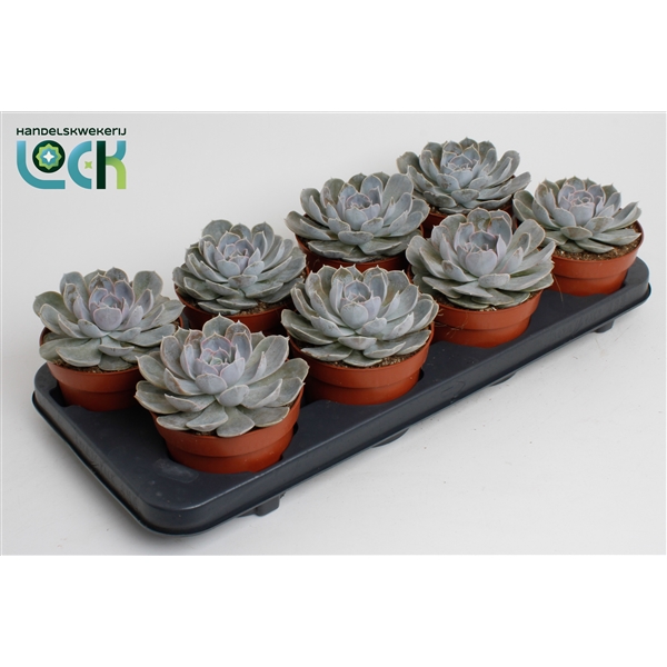 Горшечные цветы и растения оптом Echeveria Minima от 8шт из Голландии с доставкой по России