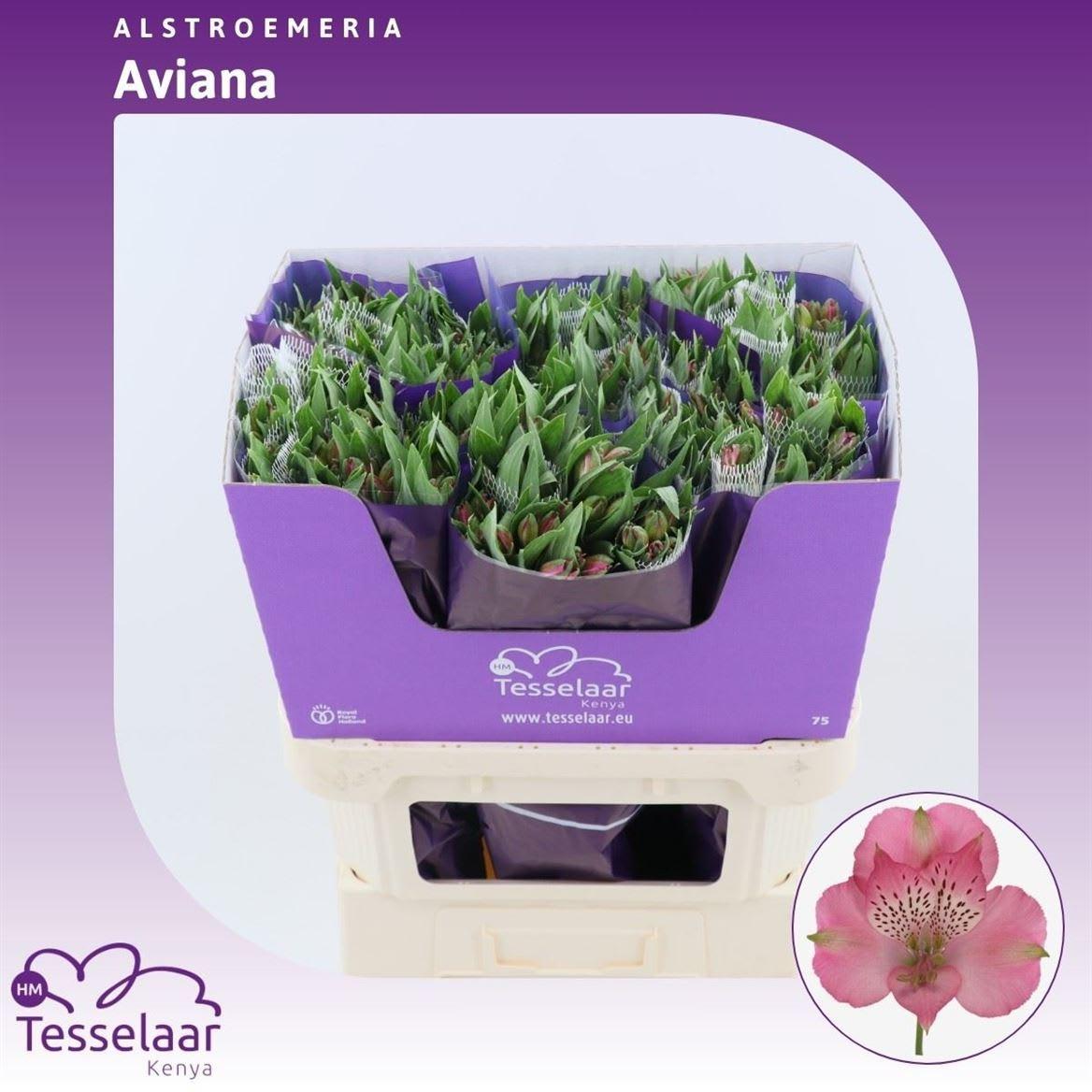 Срезанные цветы оптом Alstroemeria avianna от 120шт. из Голландии с доставкой по России