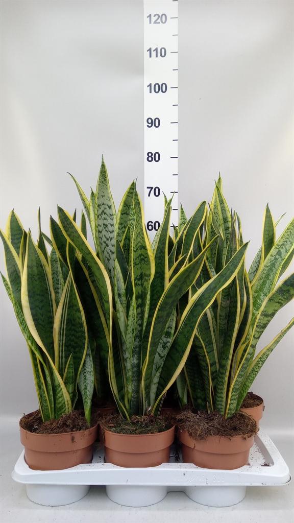 Горшечные цветы и растения оптом Sansevieria Trifa. laurentii от 6шт из Голландии с доставкой по России