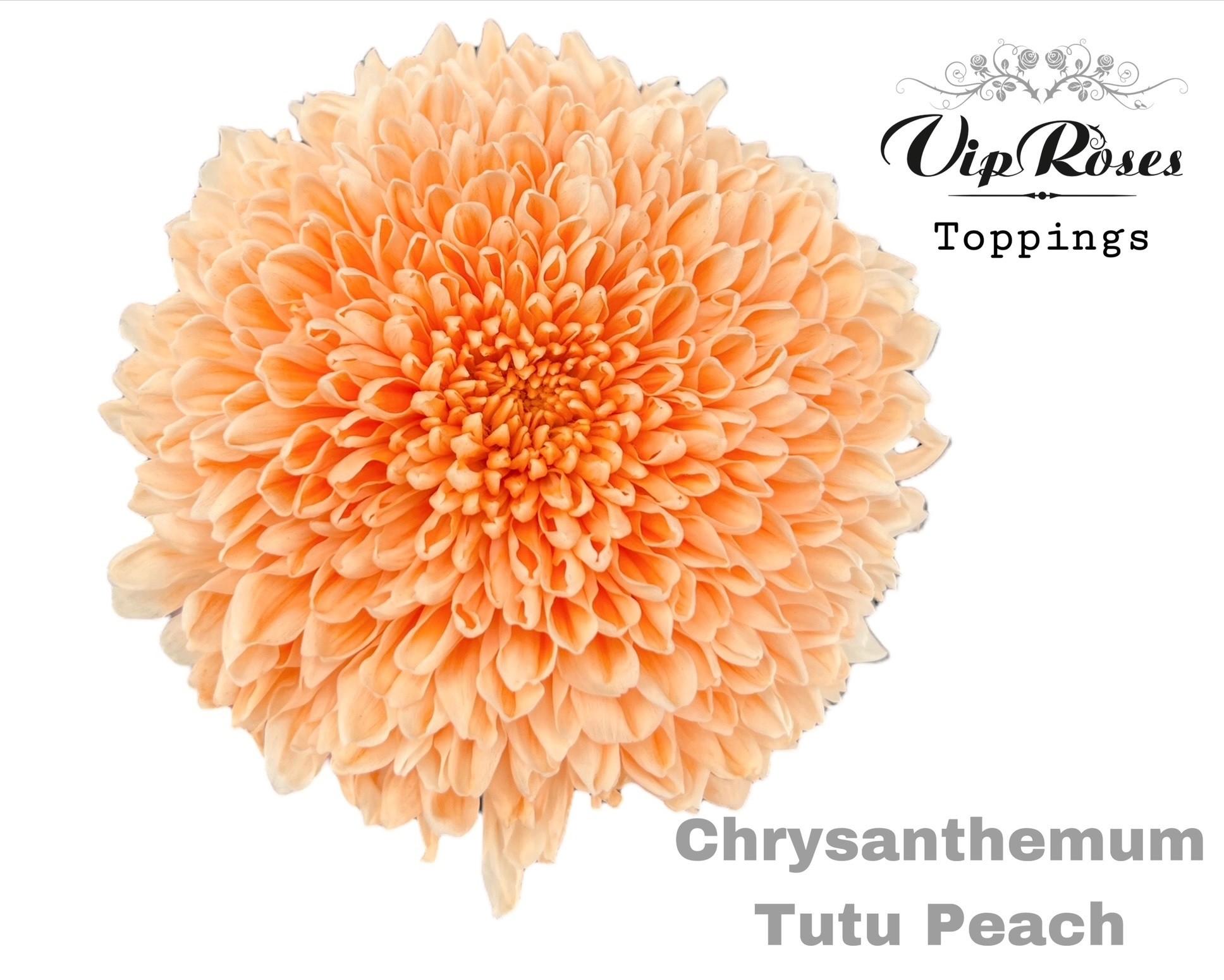 Срезанные цветы оптом Chrys bl paint tutu peach от 10шт из Голландии с доставкой по России