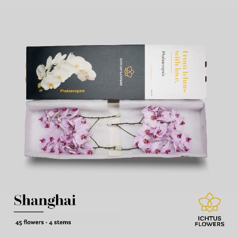 Срезанные цветы оптом Phalaenopsis shanghai (per flower) от 45шт из Голландии с доставкой по России