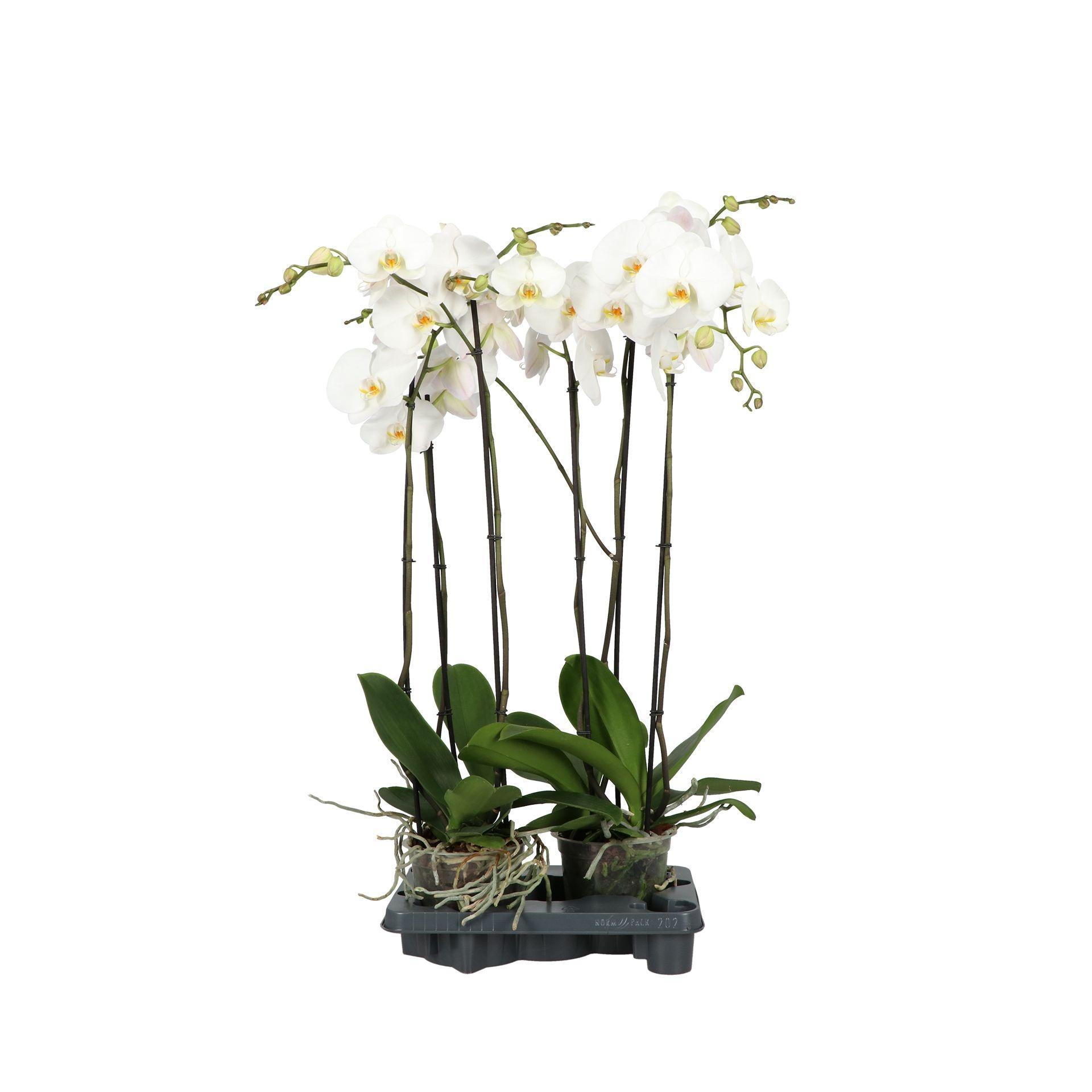 Горшечные цветы и растения оптом Phalaenopsis White от 5шт из Голландии с доставкой по России