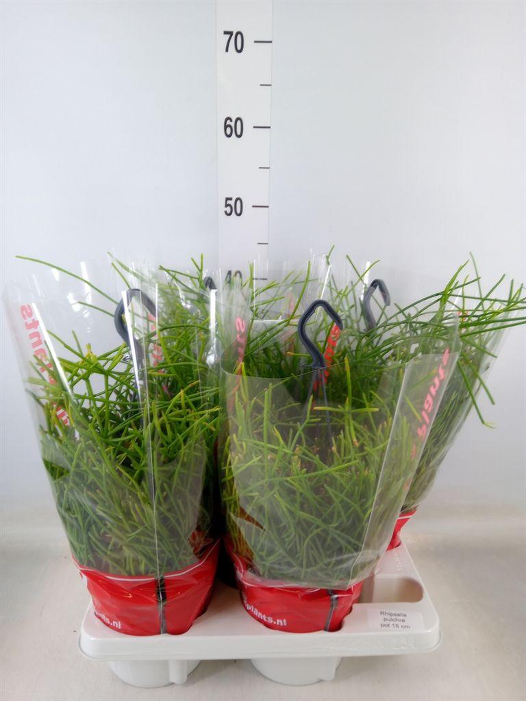 Горшечные цветы и растения оптом Rhipsalis Pulchra от 4шт из Голландии с доставкой по России