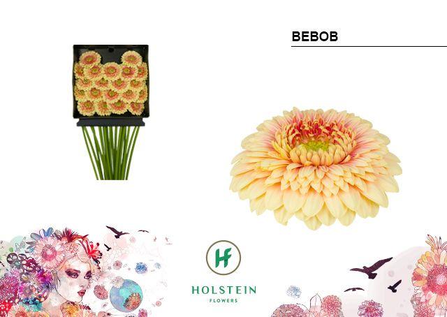 Срезанные цветы оптом Germini diamond gerponi bebob от 20шт из Голландии с доставкой по России