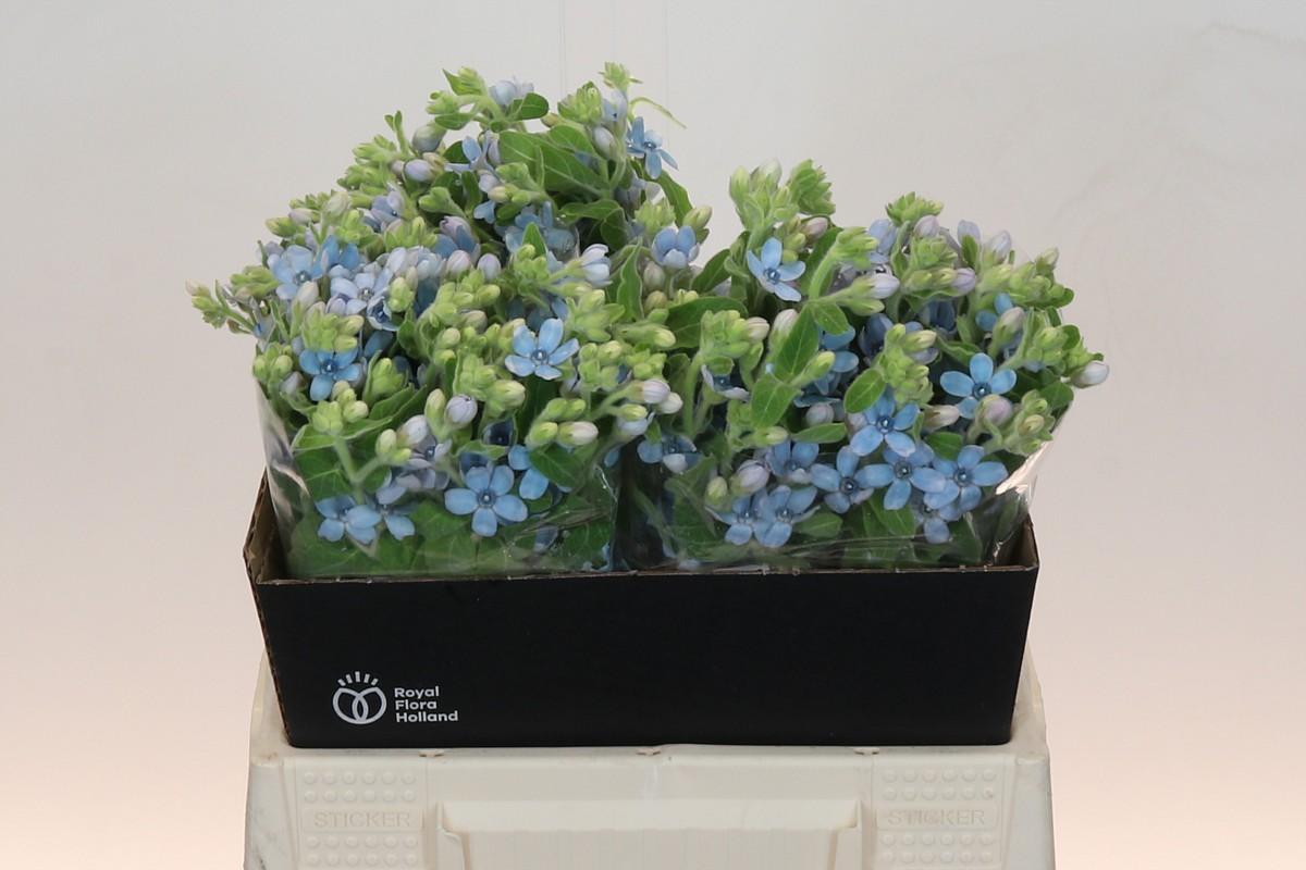 Срезанные цветы оптом Oxypetalum tweedia blue от 60шт из Голландии с доставкой по России Срезанные цветы оптом Oxypetalum tweedia blue от 60шт из Голландии с доставкой по России