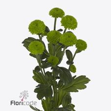 Срезанные цветы оптом Chrys sp feeling green dark от 80шт. из Голландии с доставкой по России