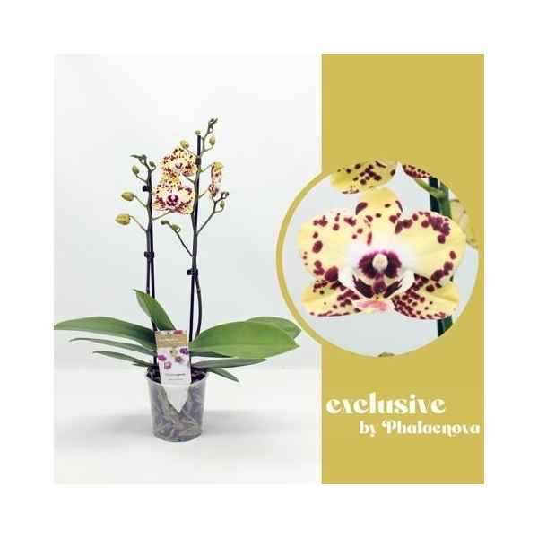 Горшечные цветы и растения оптом Phal 2st Daisy 16+ (phalaenova) от 10шт из Голландии с доставкой по России