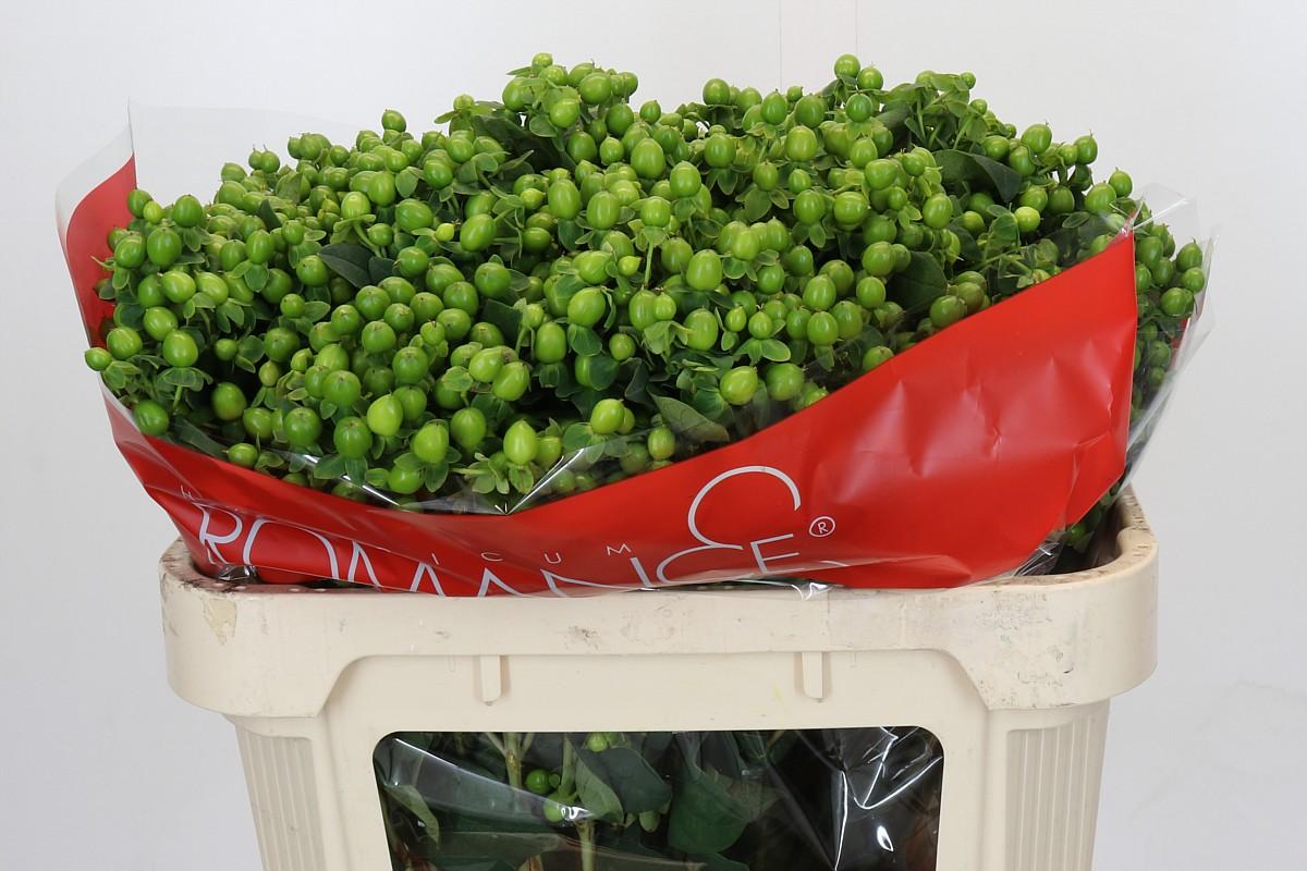 Срезанные цветы оптом Hypericum jungle romance от 50шт из Голландии с доставкой по России