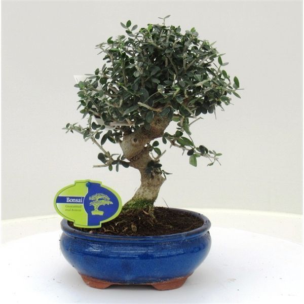 Горшечные цветы и растения оптом Bonsai Olea Sylvestris от 2шт из Голландии с доставкой по России