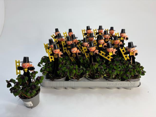 Горшечные цветы и растения оптом Oxalis Deppei от 20шт (для телеги) из Голландии с доставкой по России