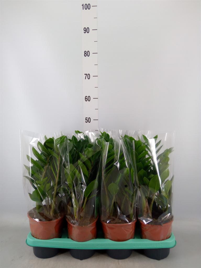 Горшечные цветы и растения оптом Zamioculcas Zamiifolia от 7шт из Голландии с доставкой по России