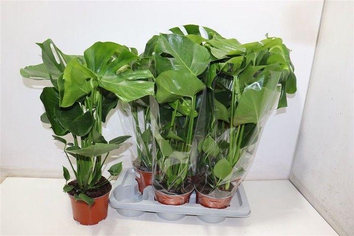 Горшечные цветы и растения оптом Monstera Deliciosa от 6шт из Голландии с доставкой по России