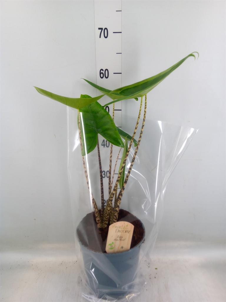 Горшечные цветы и растения оптом Alocasia Zebrina от 1шт (для телеги) из Голландии с доставкой по России