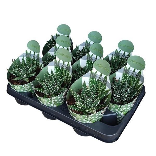 Горшечные цветы и растения оптом Haworthia Papillosa Potcover от 9шт из Голландии с доставкой по России