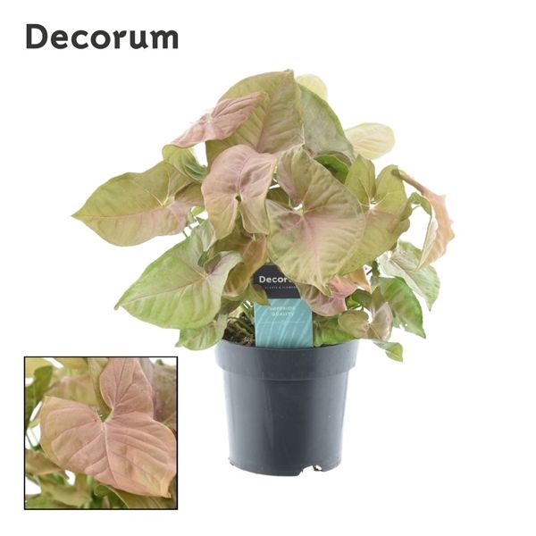 Горшечные цветы и растения оптом Syngonium Red Heart Feel Green (decorum) от 6шт из Голландии с доставкой по России