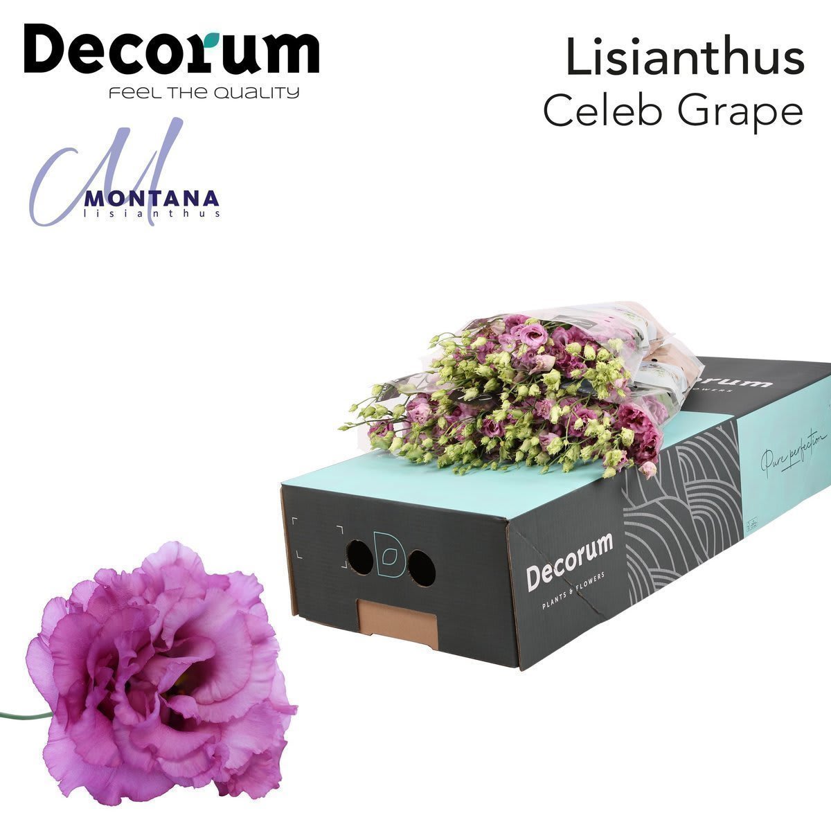 Срезанные цветы оптом Lisianthus do celeb grape от 140шт из Голландии с доставкой по России