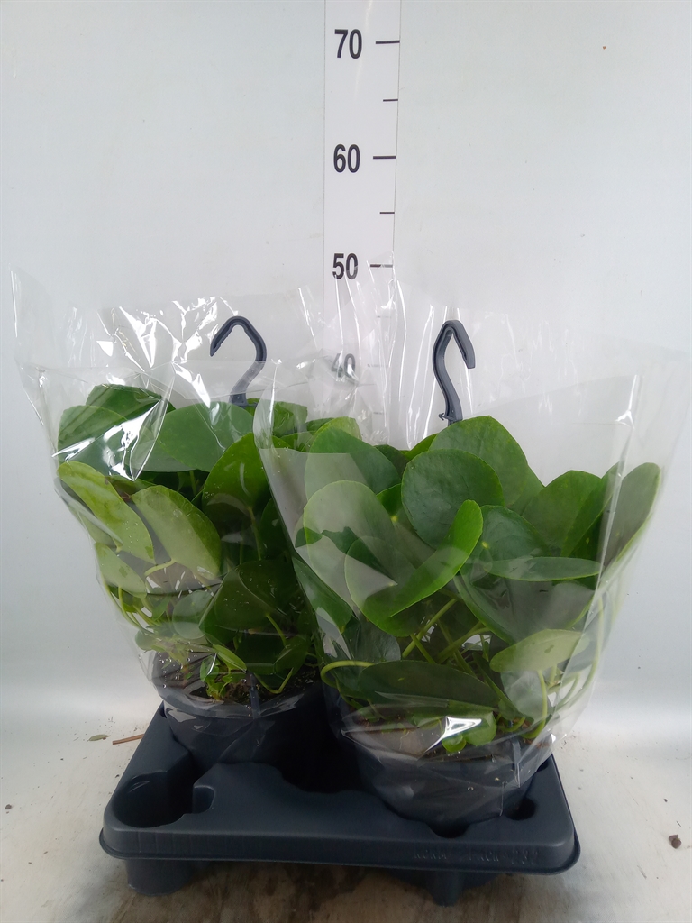 Горшечные цветы и растения оптом Pilea Peperomioides от 2шт из Голландии с доставкой по России