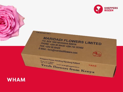 Срезанные цветы оптом Rosa large wham от 480шт из Голландии с доставкой по России