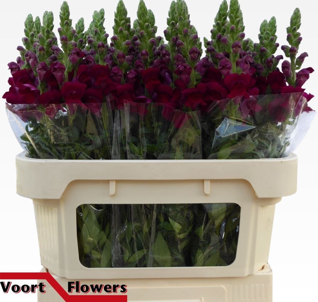 Срезанные цветы оптом Antirrhinum antibes red от 60шт из Голландии с доставкой по России