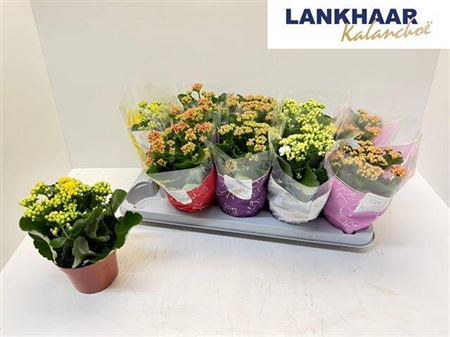 Горшечные цветы и растения оптом Kal Ge Perfecta Mix от 10шт из Голландии с доставкой по России