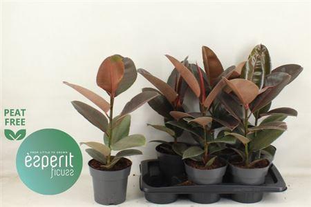 Горшечные цветы и растения оптом Ficus El Pink Camouflage от 6шт из Голландии с доставкой по России