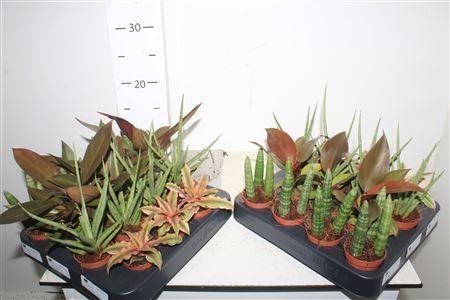 Горшечные цветы и растения оптом Kamerpl Gem от 14шт (для телеги) из Голландии с доставкой по России