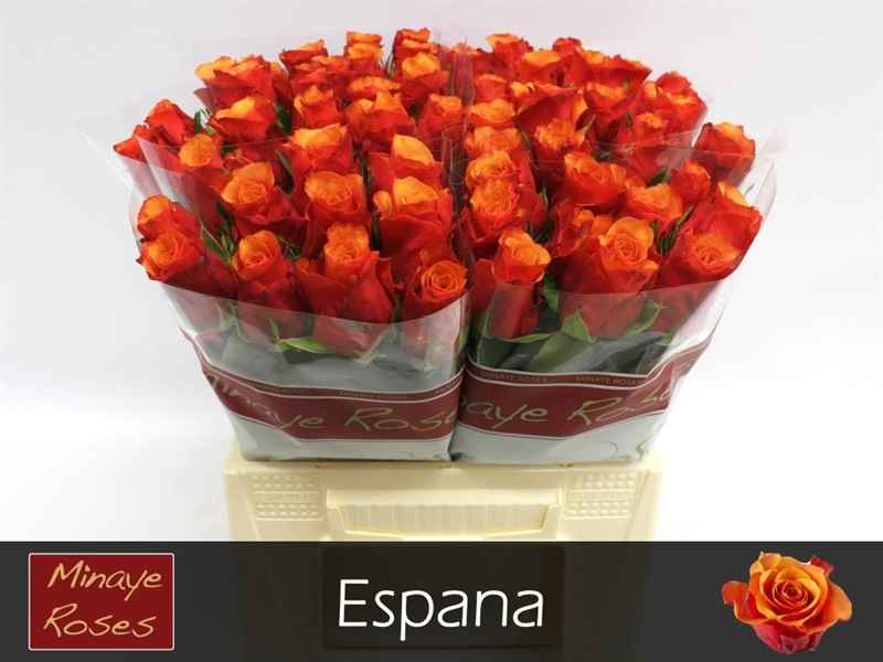 Срезанные цветы оптом Rosa la espana от 60шт из Голландии с доставкой по России