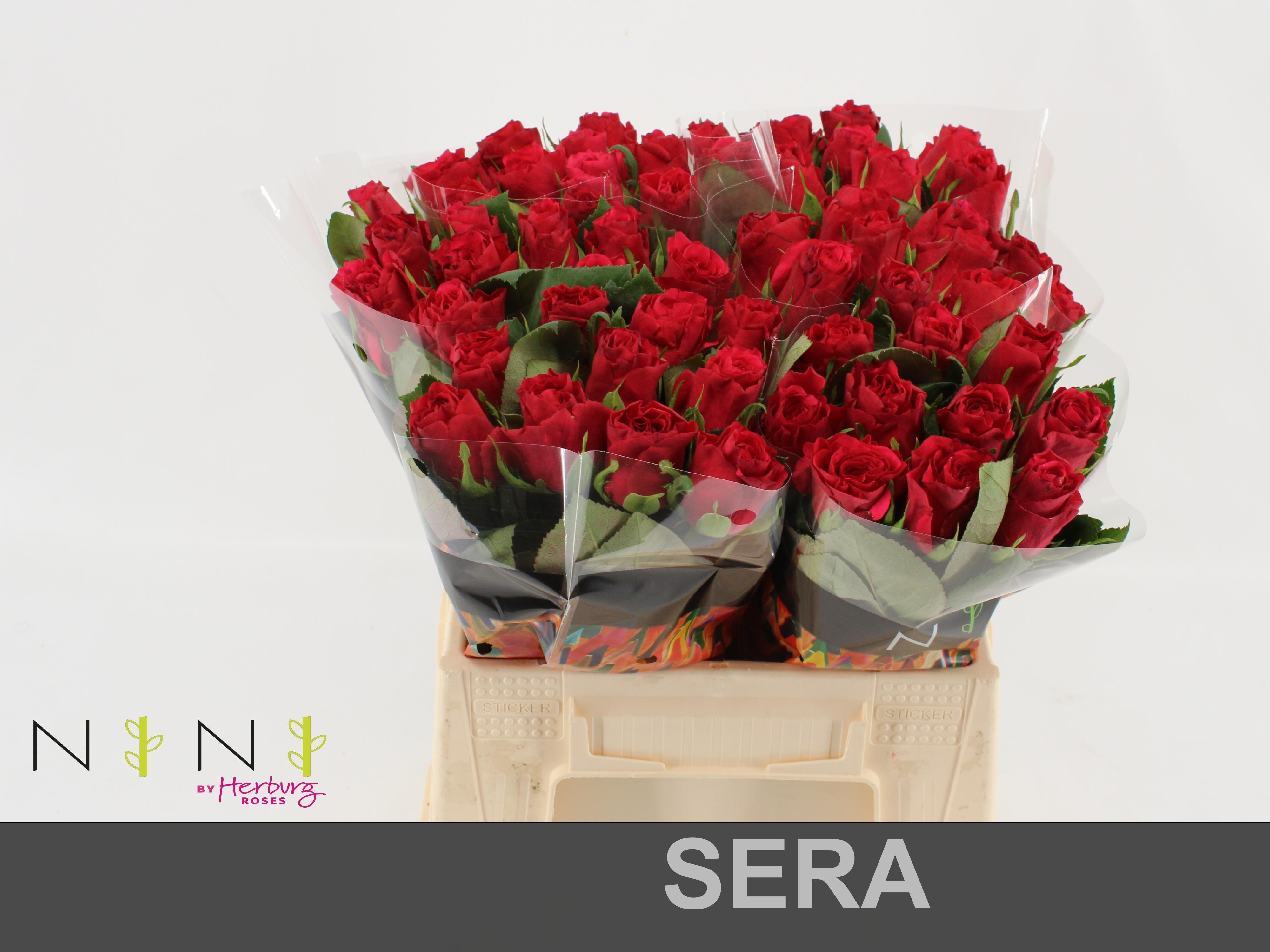 Срезанные цветы оптом Rosa large sera от 60шт из Голландии с доставкой по России