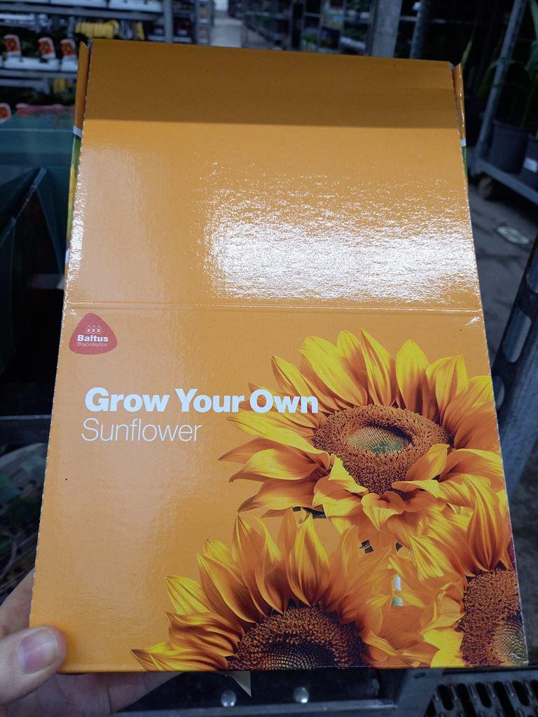 Горшечные цветы и растения оптом Groenteplanten   ... Vegetables от 1шт из Голландии с доставкой по России