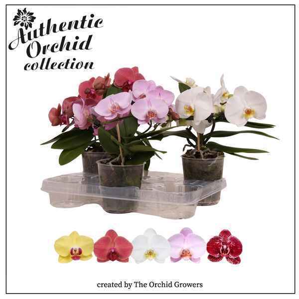 Горшечные цветы и растения оптом Phal 2st Muse Mix Authentic 16+ (orchid Growers) от 3шт из Голландии с доставкой по России