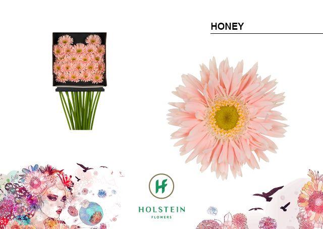 Срезанные цветы оптом Germini diamond gerspider honey от 20шт из Голландии с доставкой по России