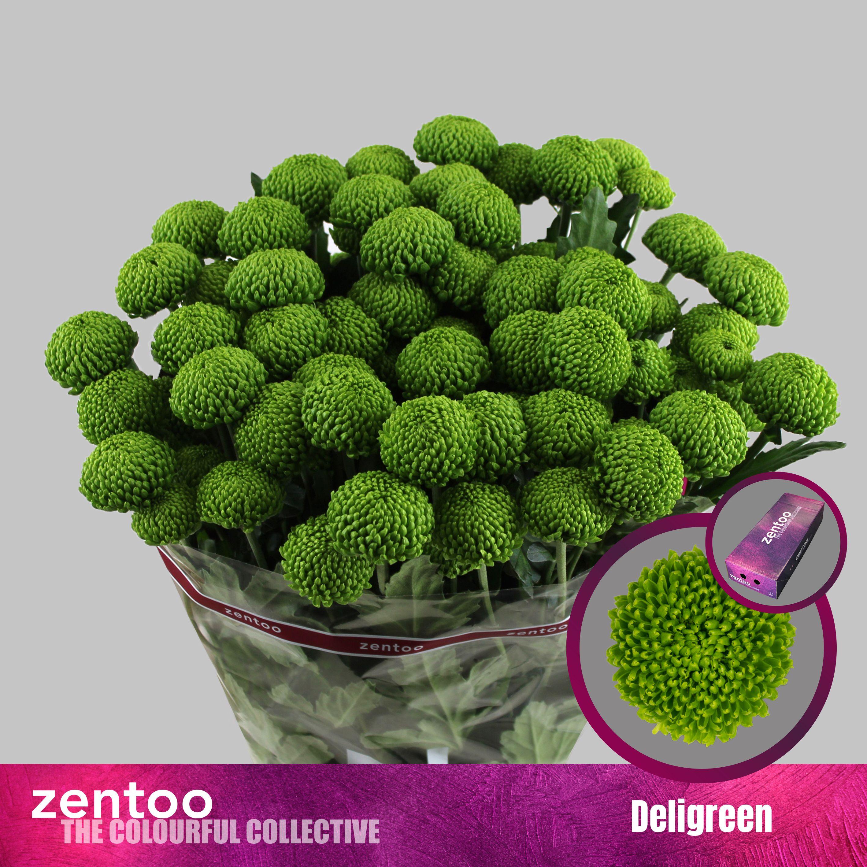 Срезанные цветы оптом Chrys sp deligreen от 140шт из Голландии с доставкой по России