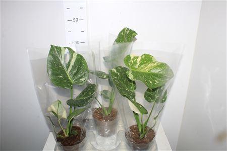 Горшечные цветы и растения оптом Monstera Del Thai Co Bontbladig от 3шт из Голландии с доставкой по России