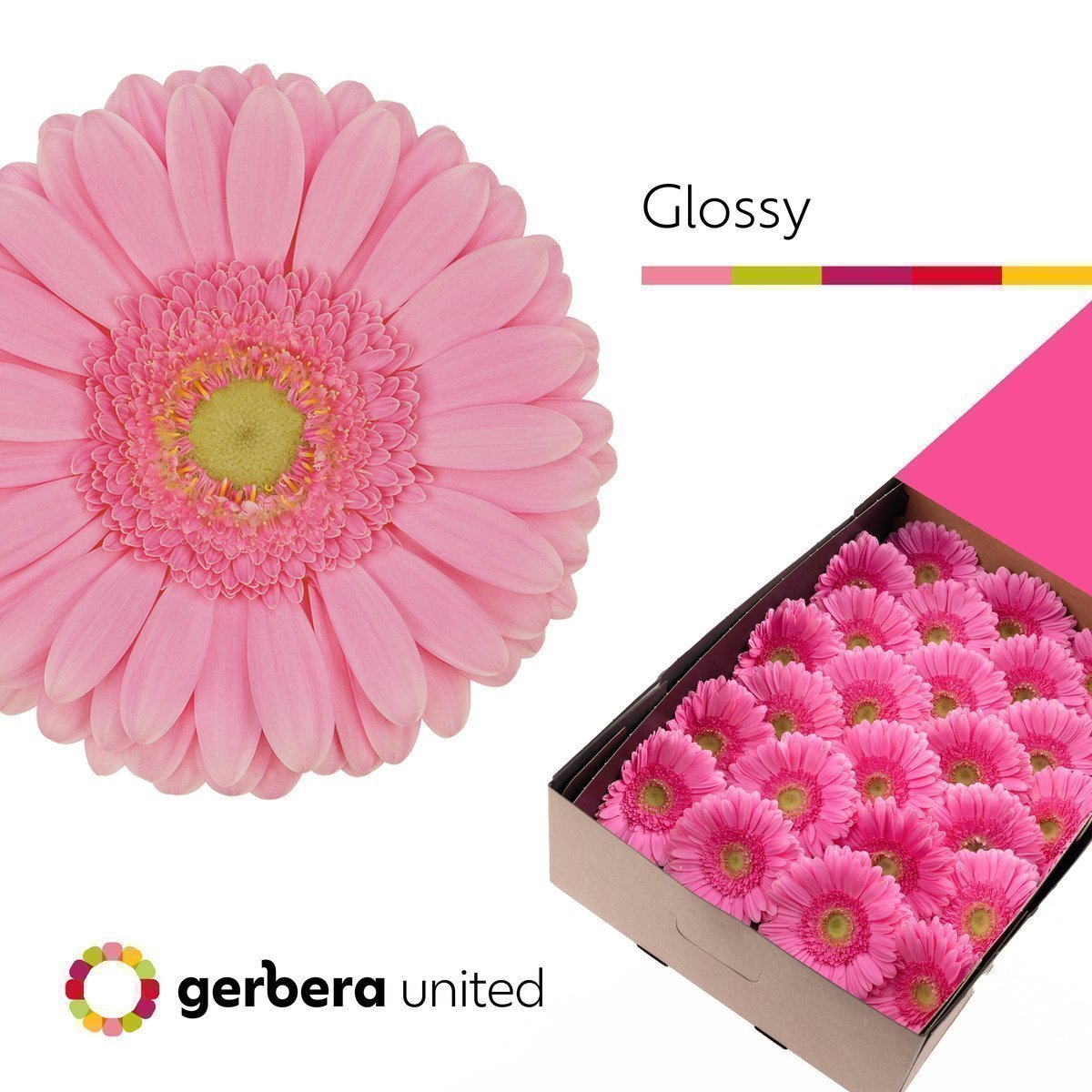 Срезанные цветы оптом Gerbera glossy от 25шт из Голландии с доставкой по России