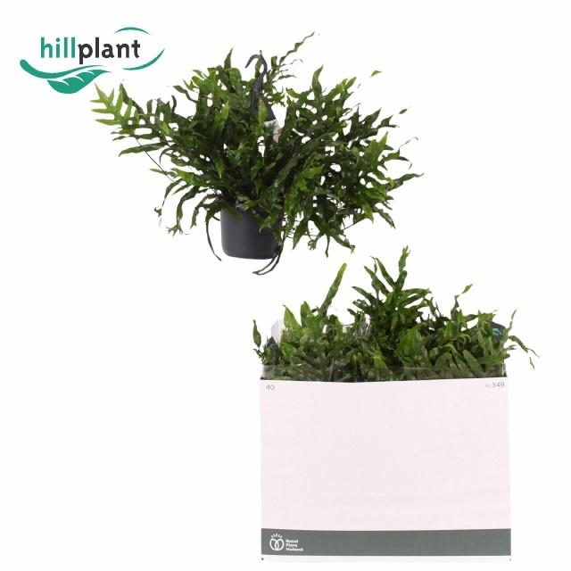 Горшечные цветы и растения оптом Micros Diversifolium от 6шт из Голландии с доставкой по России