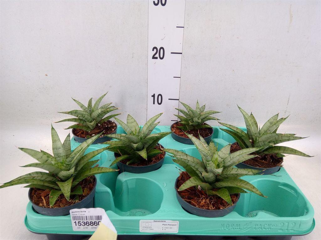 Горшечные цветы и растения оптом Sansevieria   ... от 6шт (для телеги) из Голландии с доставкой по России