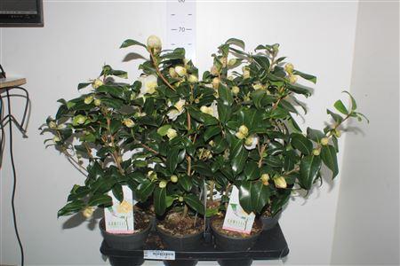 Горшечные цветы и растения оптом Came J Brushf Yellow 15+ от 6шт из Голландии с доставкой по России