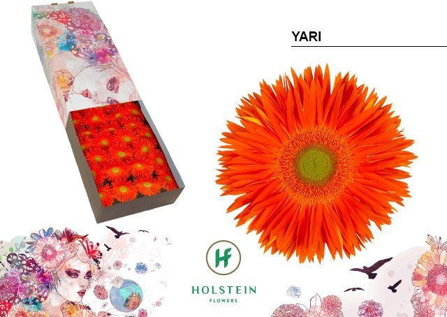 Срезанные цветы оптом Gerbera yari+ от 50шт из Голландии с доставкой по России