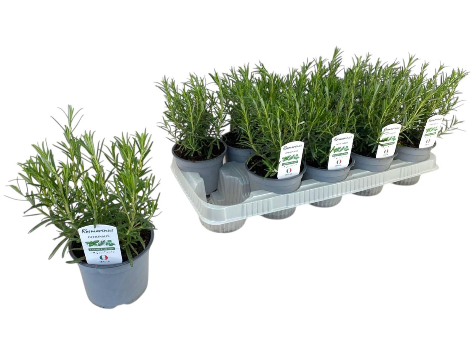 Горшечные цветы и растения оптом Rosmarinus Officinalis P12 от 10шт из Голландии с доставкой по России