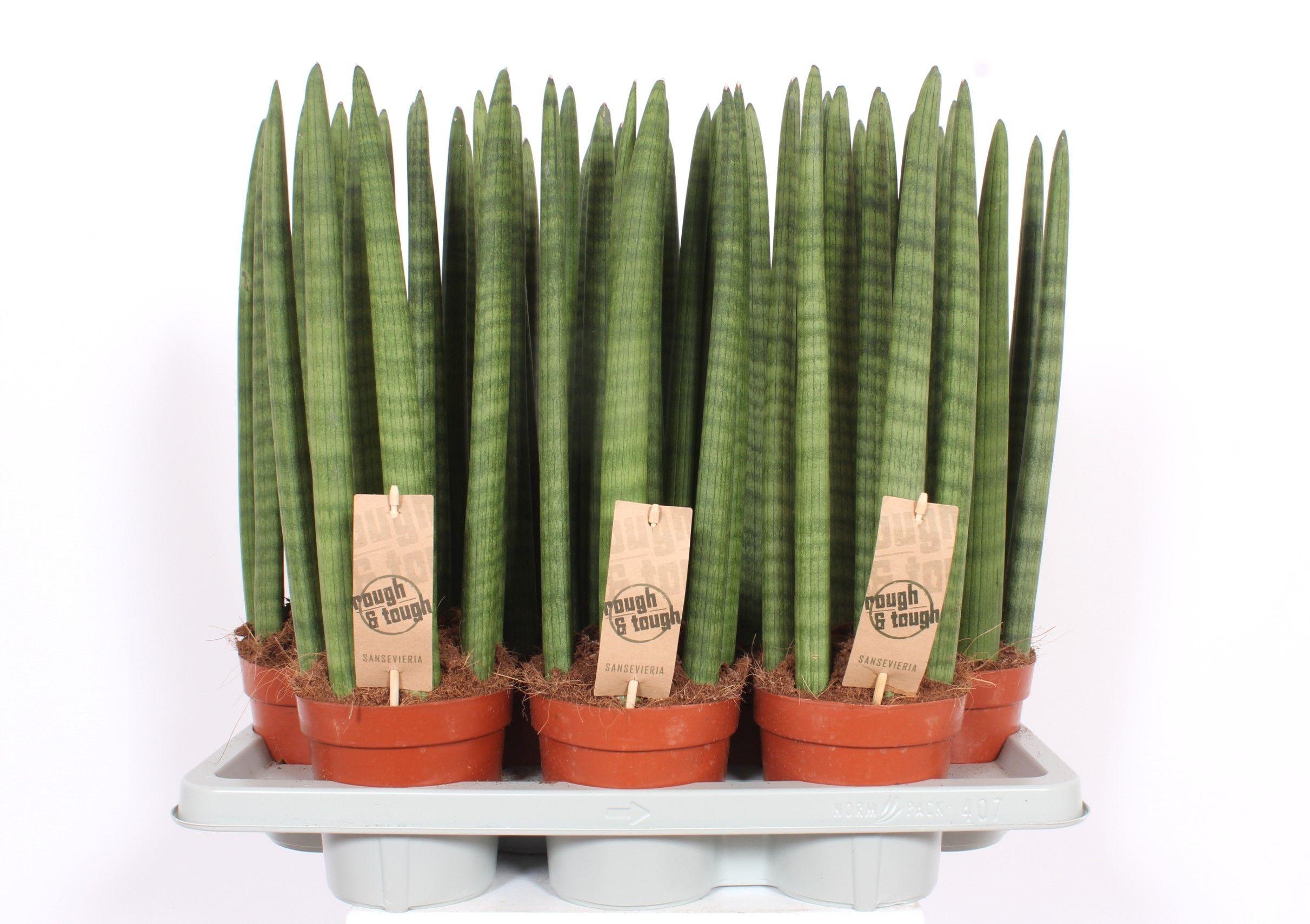 Горшечные цветы и растения оптом Sansevieria Straight от 7шт из Голландии с доставкой по России