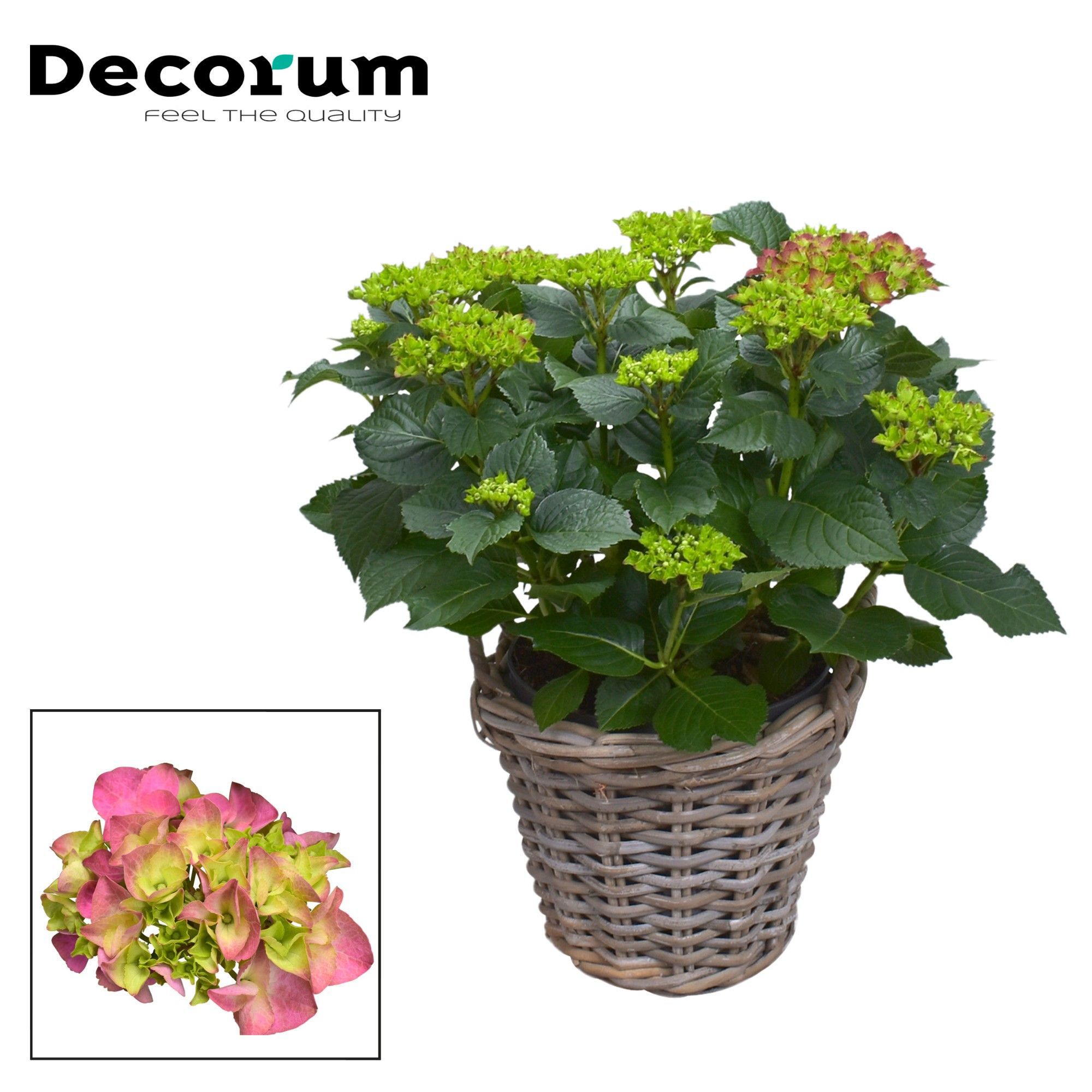 Горшечные цветы и растения оптом Hydrangea Ma Red 10+ In Basket (decorum) от 1шт из Голландии с доставкой по России