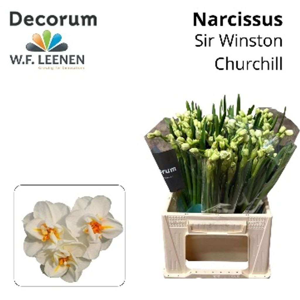Срезанные цветы оптом Narcissus sp sir winston churchill от 100шт из Голландии с доставкой по России