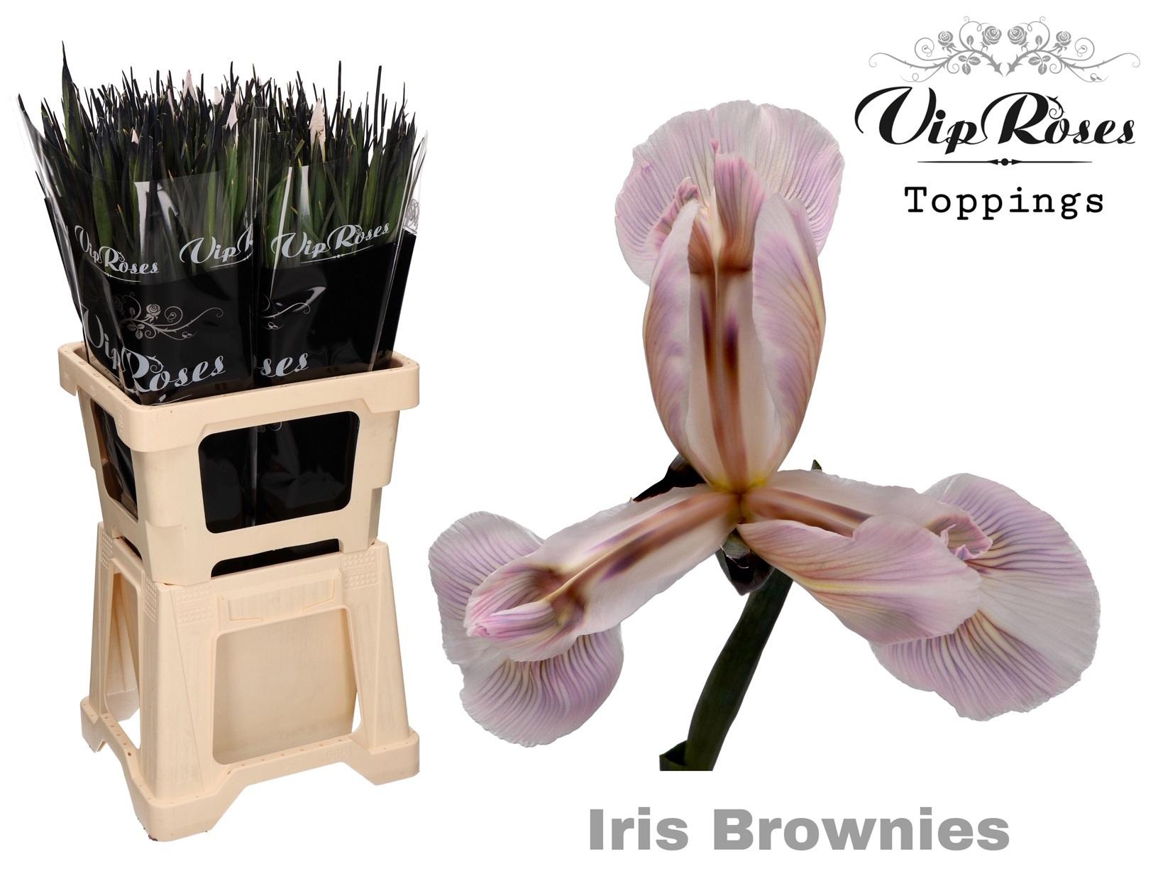 Срезанные цветы оптом Iris paint brownies от 50шт из Голландии с доставкой по России