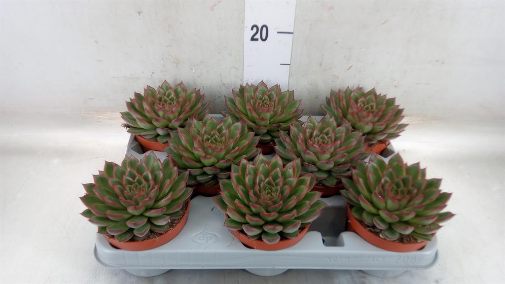 Горшечные цветы и растения оптом Echeveria   ... от 8шт из Голландии с доставкой по России