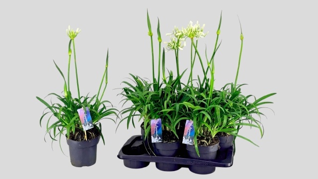 Горшечные цветы и растения оптом Agapa Pitchoun White от 6шт из Голландии с доставкой по России